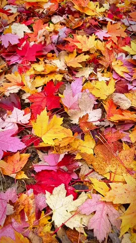 #autumn🍁🍂 #photographylover #foryoupage #beautiful #fyp #scenery #tiktok #nature #naturelove