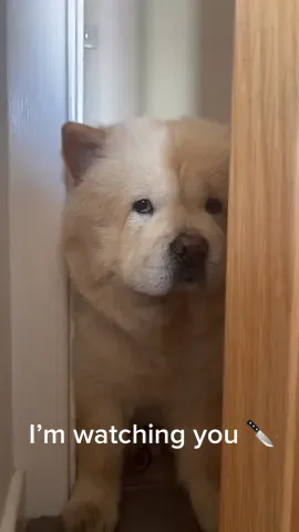Somebody’s watching me… #fyp #dogsofttiktok