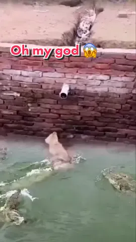 Poor dog 😱 #foryou #ohmygosh #😱 #dog #animals