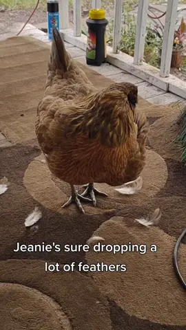 #Chicken#molt#fyp #pants