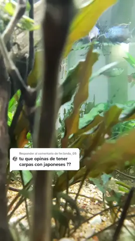 Responder a @fer.landa_05 #goldfish #japones #pezdorado #dorothy #acuario♒️ #acuariofilia #compatibilidad #compatibility #japones #pez #dorado