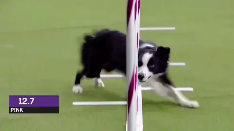 Weavepoles 🤩#agility #bordercollie #husky #papillon #aussie #dogsoftiktok #wkcdogs #fypシ