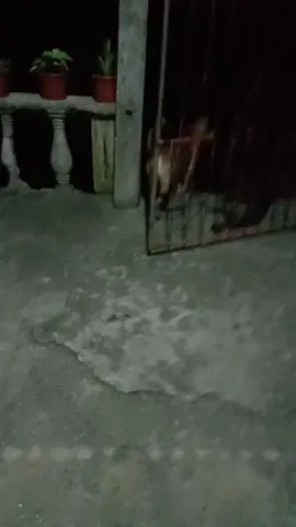challenge accepted 👍❤️ #epwaypiiii #fypシ #dogsofttiktok #fyppppppppppppppp #foryouuuu #doglover #conor #grayson 😆😆😂😂😂😅😅😅🥰🥰🥰 @guillemondelo1 @muracoramirez @kokoy287