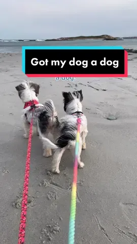 The secret to happiness is more dogs. #MMKx007 #SamsClubScanAndGo #foryou #fypシ #gotmydogadog #dogsofttiktok #cutedogs #doglover #biewer #yorkie #dogs