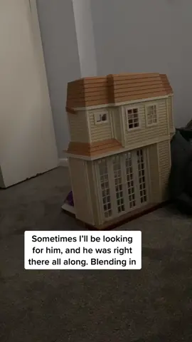 #blackcat #catsoftiktok