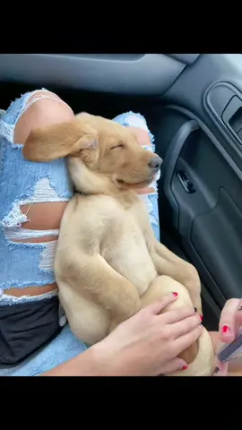 #greenscreen 🥲🥲 our baby child pup forever❤️ #dogtok #yellowlab #fyp