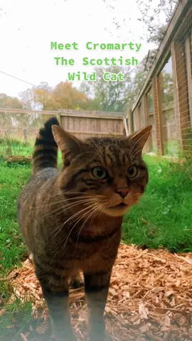 Can anyone make a #remix ? #remixchallenge @meredithbull of our gorgeous Cromarty the #scottishwildcat #cat #catsoftiktok #meow #fyp