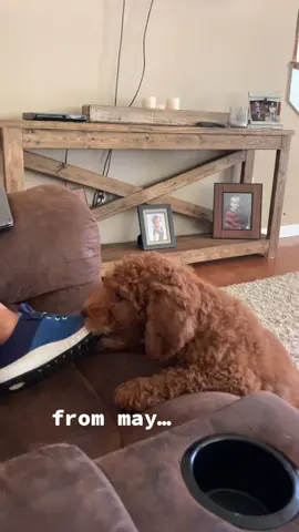 how can this be 🥺 #goldendoodle