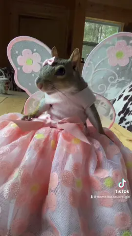 Reply to @texasbeckyyo #halloween #party #butterfly #angel #fyp #comdey #entertainment #influencer #shedoesntcare #dressup #model #squirrelsoftiktok