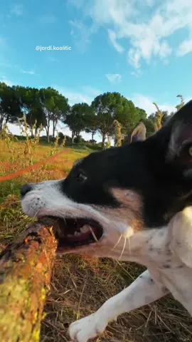 Action Camera Video Idea 🐶📸 w @dji_official   #DJIAction2 #MoreThanAction #actioncamera #dog #fypシ #jordikoalitic