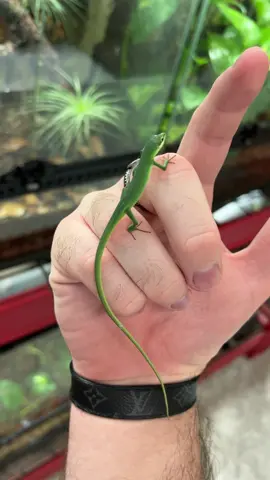 The most underrated pet lizards ever!! 🦎 @herptime