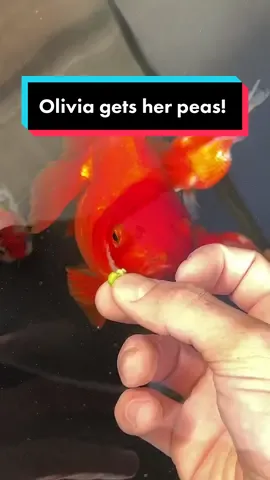 It took her a while but she got it eventually! Happy Halloween everyone! #halloween #fish #goldfish #olivia #pea