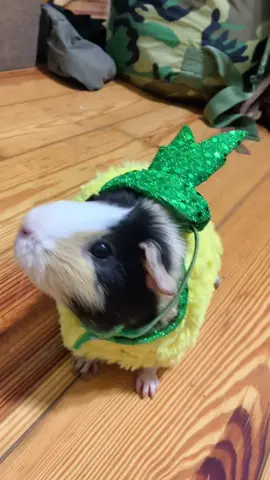They were only in the costumes for like 20 seconds and got treats for being good little pigs 🧡🖤 #halloween #spooky #guineapigs #fyp #foryou #cute #f