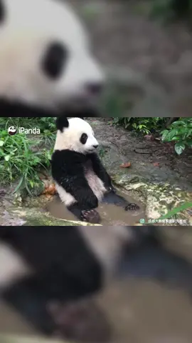 This is my happiness.#happy #funnyvideos #animals #foryou #panda