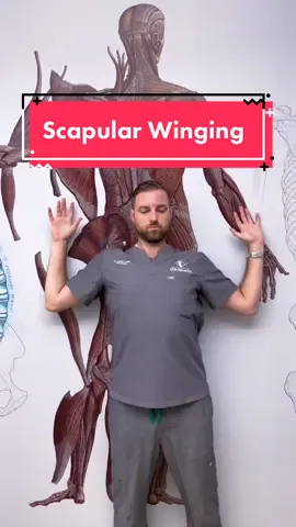 Reply to @mevskiii anyone have a winged scapula? 🦇 #wingedscapula #scapula #scapularwinging #GetAdjustedNow #NYCchiro