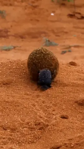 little poop beetles 🪲 #nature #beetles #dungbeetle #poop #insects #wildlife