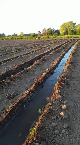 gracias a dios señor,  terminamos de plantar 1200 plantas de tomate 🍅 🙏  ahora a cuidarlas,  cuando llegue la cosecha todos estos alimentos los vendo en la feria,   valoren los alimentos chico porque buta que es sacrificada la vida del agricultor.