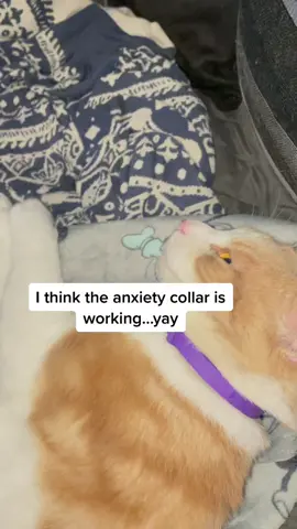 #fyp #amazon #catsoftiktok #meow #catsofmelbourne #cats  #calmingcollar