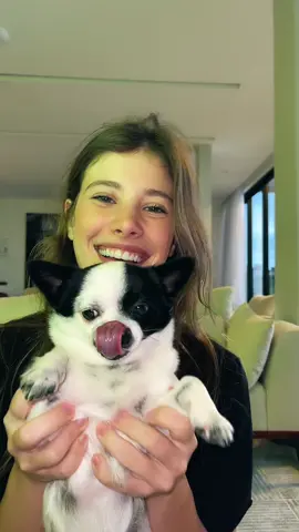 Ser mãe de chihuahua é isso kkk