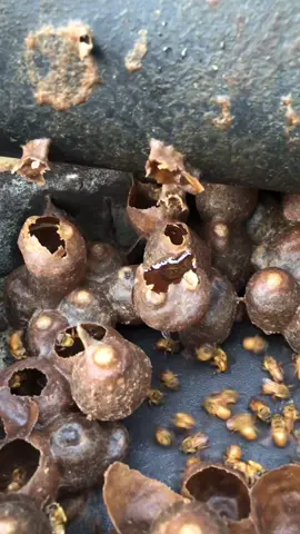 Abelha defendendo seu mel #abelha #abelhasemferrao #abelhas #uruçu #melipona #apis #meliponicultura #bee #🐝 #mel #🍯 #apicultura #abelhanativa #jatai
