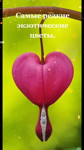 Цветы и музыка для Вас 😊😘