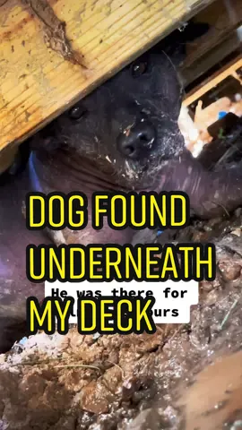 #911 #animalrescue #emergency #xolo #dogofticktok #xolo