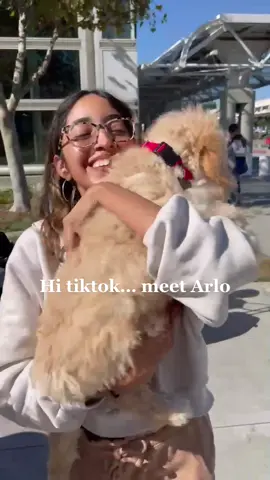 This is Arlo #newpuppy #goldendoodlesoftiktok #fyp