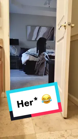 This might be the funniest footage of Iris I’ve ever recorded 💀 tell me I’m not the only one that finds this funny 😂 #giantdog #bigdog #bluedog