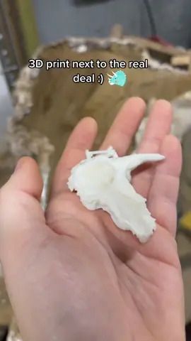 3D print of Alice in her jacket:) #triceratops #jurassicworld #dinosaur #hellcreek #paleontology @jurassicworld