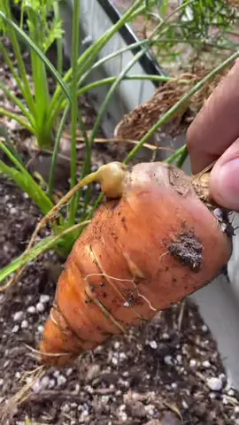 Thicc carrot pull