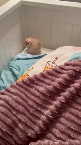 🥲 #hamster #хомяк #питомец #ハムスター