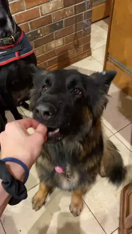 Cookie time 🍪 #foryou #dog