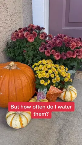 Hi. I’m new here. #homedecor #fall