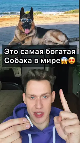 Самая богатая собака в мире😍😍😍 #собака #богатая #деньги #шок #знай