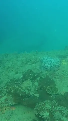 Orchard rocks residential Queensland Grouper sneaking up on me while diving in some dirty water off Magnetic Island #fyp #spearfishing #fishing