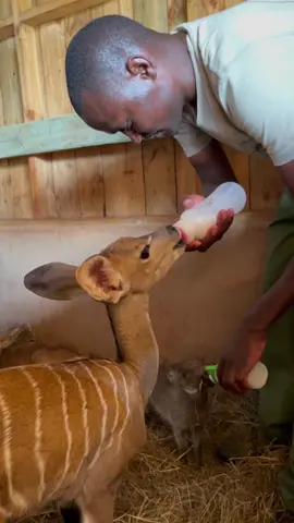 Bedtime bottles of milk for rescued orphans Lali (kudu) and Scooter (warthog). Link in bio to meet more animals we’re helping #animalrescue #animals #milk #bedtime #warthog #kudu #kenya #fyp