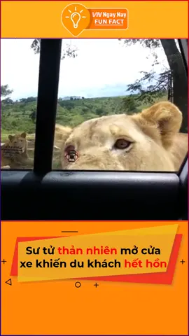 Hế nô Hooman, gì chứ mở cửa xe là chuyện quá bình thường luôn nghe #vnnn #vnnnfunfact #tiktoknews #animals #hài #onhavanvui #onhaxemtin #foryou #fyp