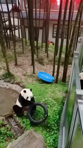 #animal #tiktok #cute panda is so 🥰