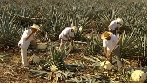 TEQUILA🍸🍸#tequila#production #processing #foryoupage