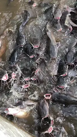CATFISH is popularly known in Ghana 🇬🇭 as ADWENE. The most resilient and healthiest fish you will find in Africa. #catfish #catfishfarm #smokefish #freshfish #smokecatfish #adwene #adwenemaster #viral #viralvideo #tiktokghana #farmlife #farm