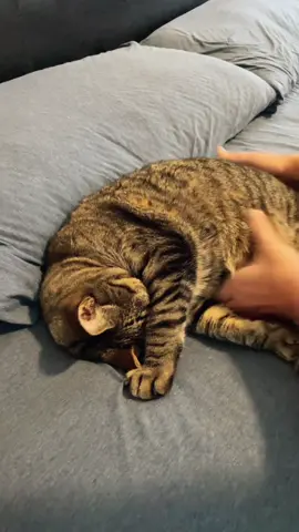 Payback for last night 😆 #fyp #cat