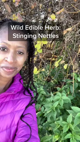 #ForzaHorizon5GO #fallforaging #foragersoftiktok #foragers #wildfood #learnintiktok #LearnOnTikTok #PlantTok #foraging #forestcore #urticadioica #urticaceae #medicinalplants #plantmedicine #herbalism #herbalism101 #blackforagers