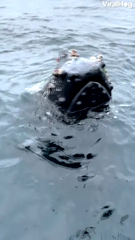 This whale just wanted to see what these humans were up to! 🚤🐋👋 #viralhog #nature #wildanimals #whale