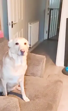 It turns out that dogs are also afraid of cold🤣🤣🤣 #pet #dog #funnydog #fy #foryou