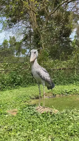 #shoebillstork #shoebill #shoebillclicking #uganda #birds