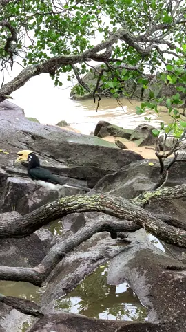 Big birds