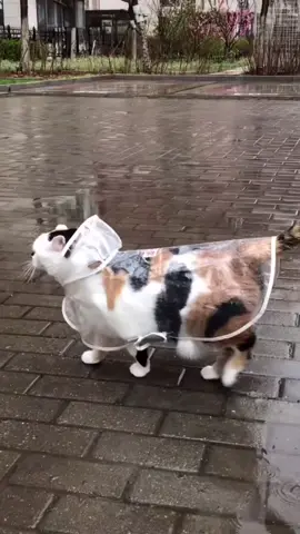 Một chiếc mèo thích đi mưa #trending #xuhuongtiktokk #cats #funny #giaitritonghop