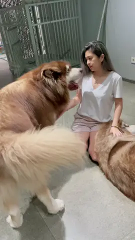GEDE BOONG INI🤣😅 MANJA NYA😮‍💨🐺FOLL IG: @lexygrayson #alaskanmalamute #giants #mydog #doglife #bigdog