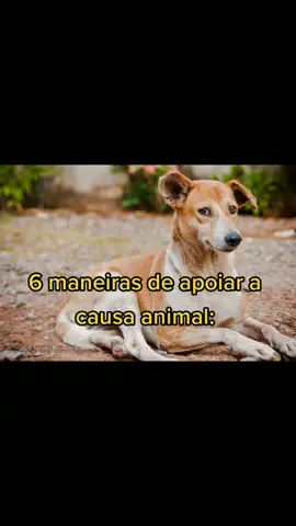 essas diquinhas é pra você que não sabe nem por onde começar e tá tudo bem! agora que você já sabe...vamo lá? #petlover #aumigos #adocao #naocompreadote #cachorro #bffgoals