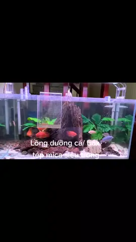 #lồng_dưỡng_cá #lồng_dưỡng_tép #box_tép #box_mica #mica #acrylic #xưởng_mica_3dtechmart  #mica_Phước_Lai #bể_cá #bể_show_cá #thủy_sinh